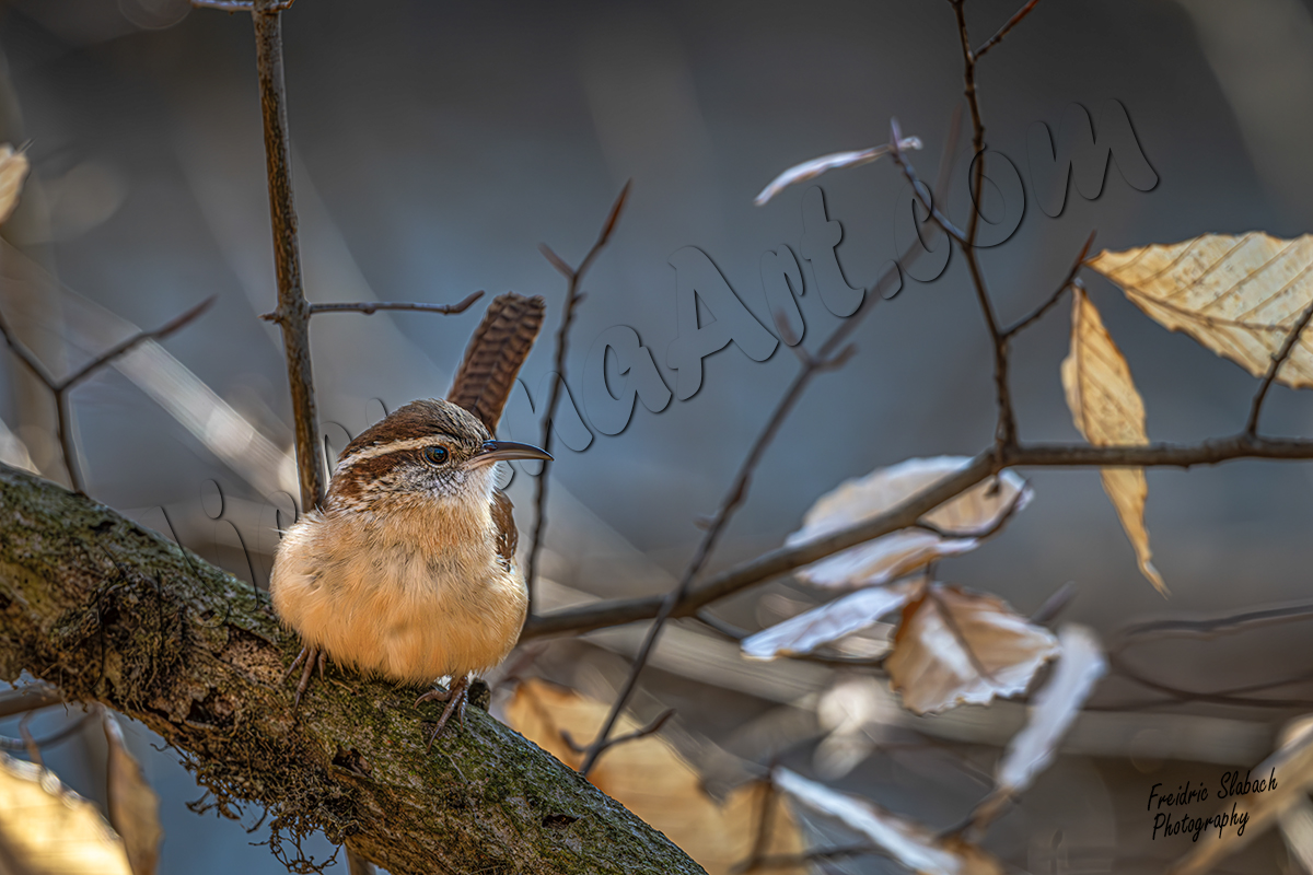 Carolina Wren