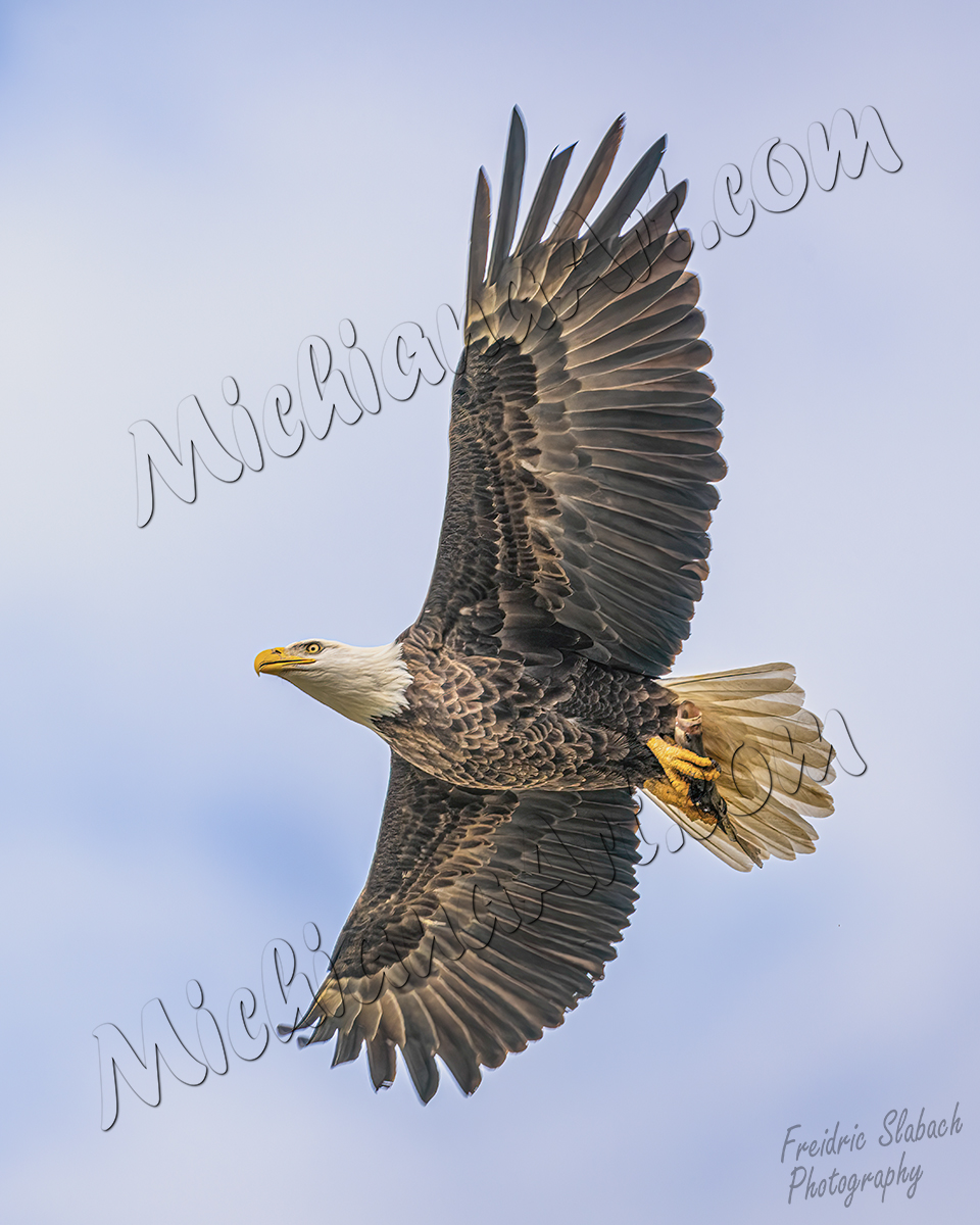 Eagle in flight with Fish, Vertical