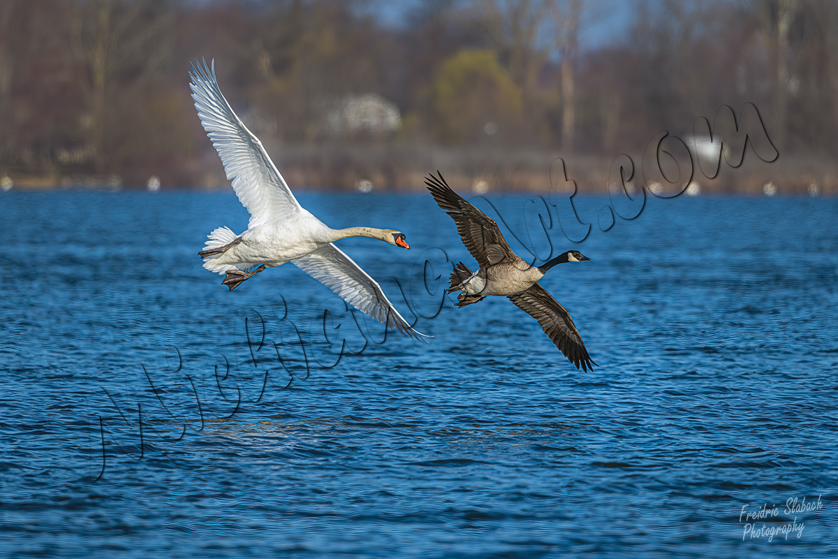 Mute Swan and Canada Goose over water